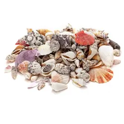 Echte Muschelschalen, 1–6 cm, 1 kg