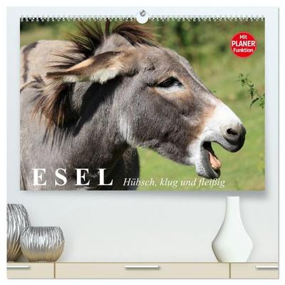 Esel. Hübsch, klug und fleißig (hochwertiger Premium Wandkalender 2027 DIN A2 quer), Kunstdruck in Hochglanz