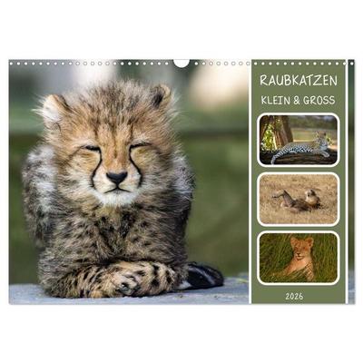 Raubkatzen - groß & klein (Wandkalender 2026 DIN A3 quer), CALVENDO Monatskalender