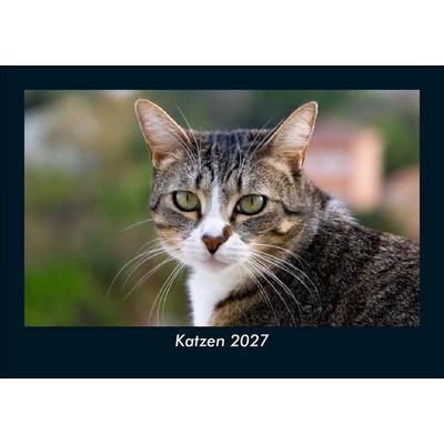 Katzen 2027 Fotokalender DIN A5