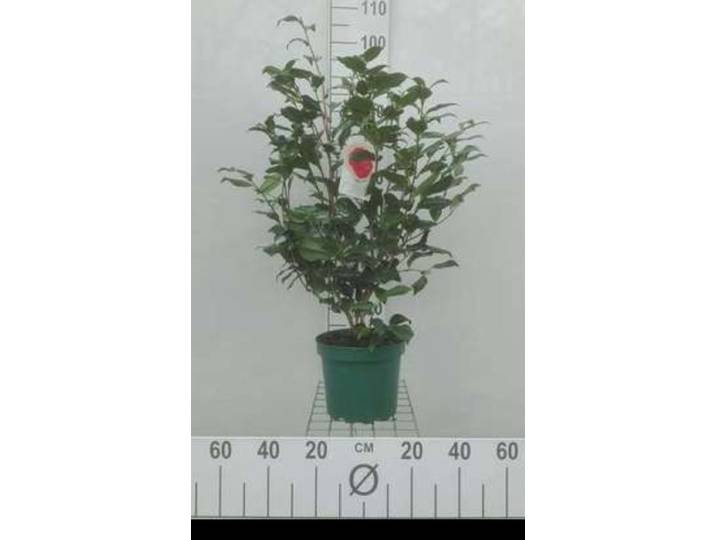 Camellia japonica in soorten-en var - Camellia japonica in soorten-en var 60- 80 cm in pot