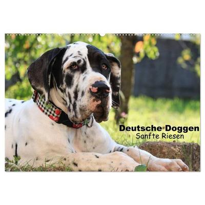 Deutsche Doggen - Sanfte Riesen (Wandkalender 2027 DIN A2 quer), CALVENDO Monatskalender