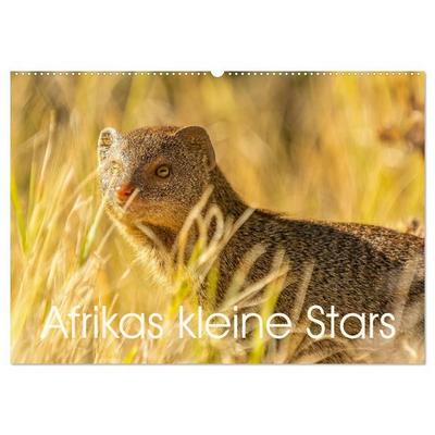 Afrikas kleine Stars (Wandkalender 2026 DIN A2 quer), CALVENDO Monatskalender