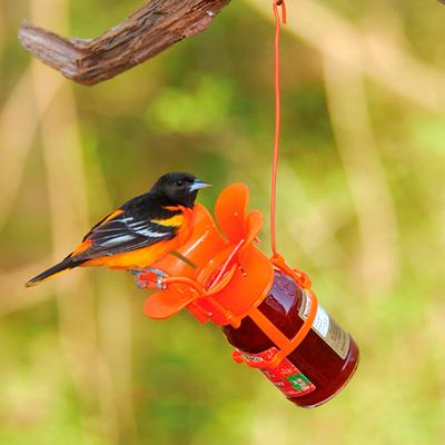 Evergreen Jelly Jam Jar Oriole Bird Feeder