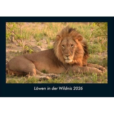 Löwen in der Wildnis 2026 Fotokalender DIN A4