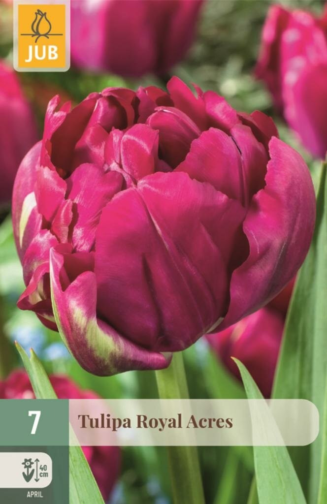 JUB Tulipa Royal Acres tulpenbollen, 7 stuks