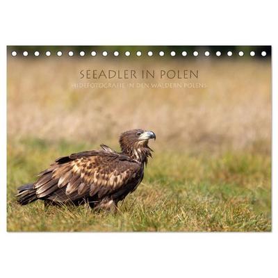 Seeadler in Polen (Tischkalender 2026 DIN A5 quer), CALVENDO Monatskalender