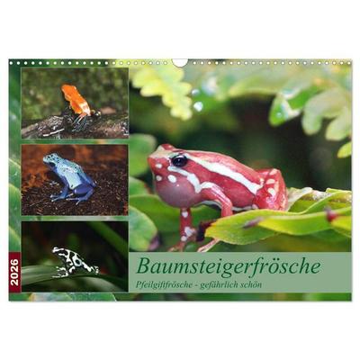 Baumsteigerfrösche. Pfeilgiftfrösche - gefährlich schön (Wandkalender 2026 DIN A3 quer), CALVENDO Monatskalender