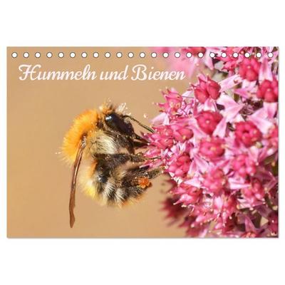 Hummeln und Bienen (Tischkalender 2026 DIN A5 quer), CALVENDO Monatskalender