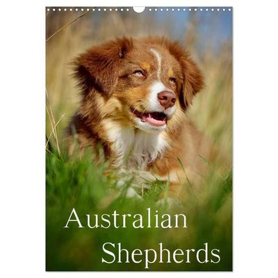 Australian Shepherds (Wandkalender 2027 DIN A3 hoch), CALVENDO Monatskalender