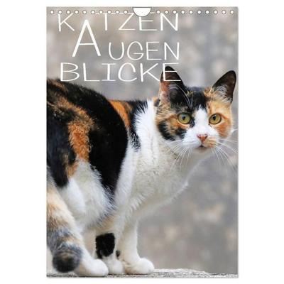 KATZEN AUGEN BLICKE (Wandkalender 2027 DIN A4 hoch), CALVENDO Monatskalender