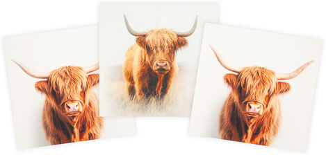Canvas-Coupon "Highland Rind", weiß-color