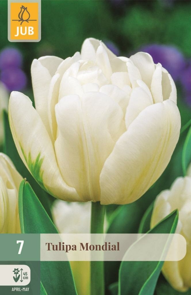 Jub Tulp Mondial 7 bollen