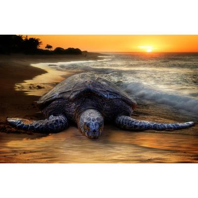 Fototapete PAPERMOON "STRAND-SCHILDKRÖTE SONNENUNTERGANG MEER TIERE FISCHE", bunt, B:2m L:1,49m, Vlies, Tapeten