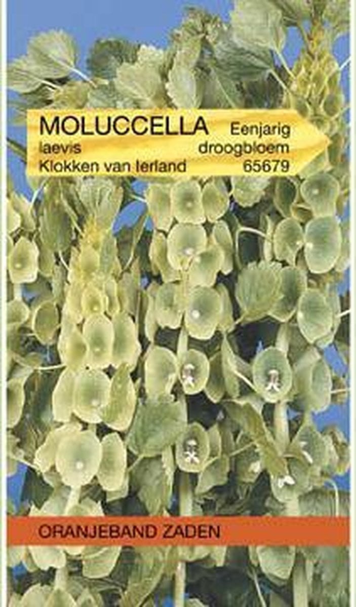Oranjebandzaden Moluccella Klokken van Ierland