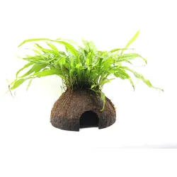 Microsorum pteropus Coco Cave 7 x 7 x 20 Centimeter Kokosnuss