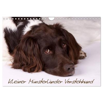Kleiner Münsterländer Vorstehhund (Wandkalender 2027 DIN A4 quer), CALVENDO Monatskalender