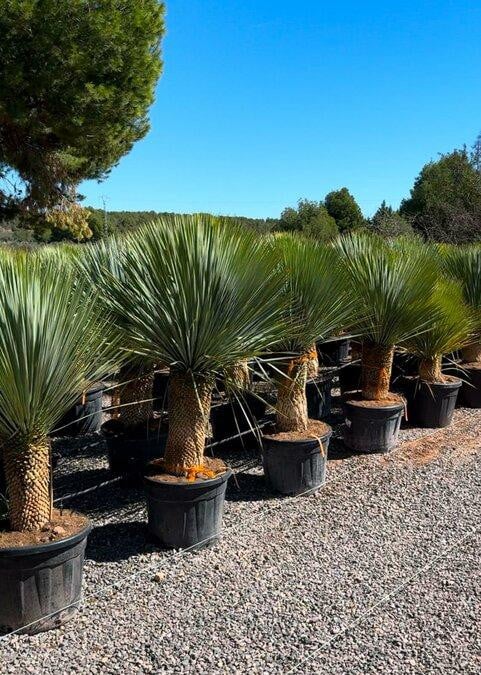 Sunny Tree Yucca Rostrata Palmboom inclusief pot, Stamhoogte: 40-50 cm, Totale hoogte: 160 cm