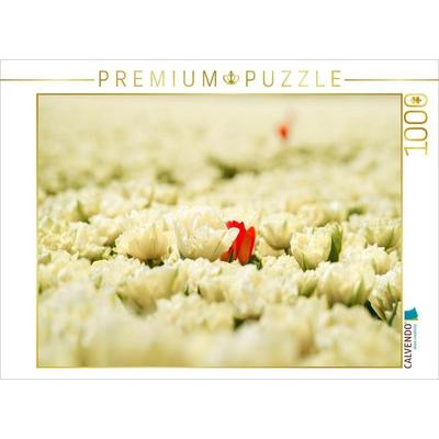 CALVENDO Puzzle Schneeweiße und rosarote Tulpen in Julianadorp | 1000 Teile Lege-Größe 64x48cm Foto-Puzzle für glückliche Stunden