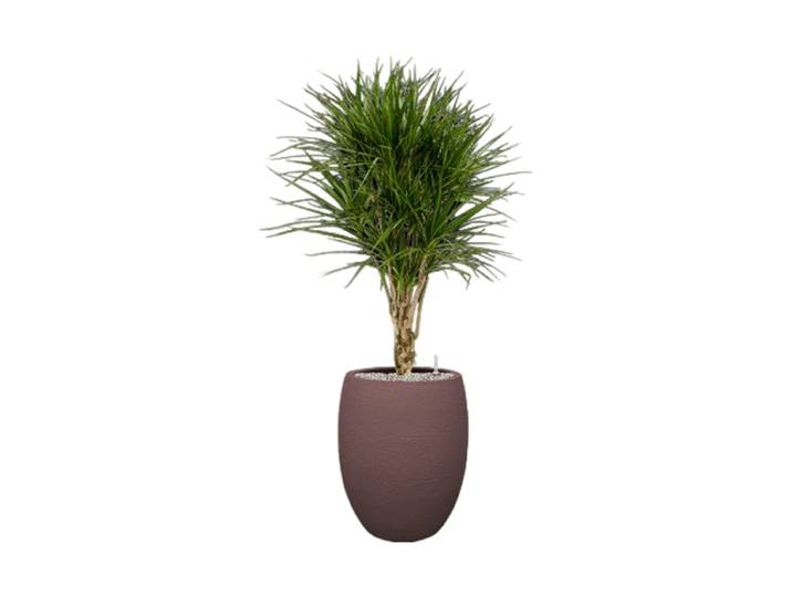 Pflanzen Arrangement „Dracaena marginata in Terreno“, Höhe 140 cm Baq Design