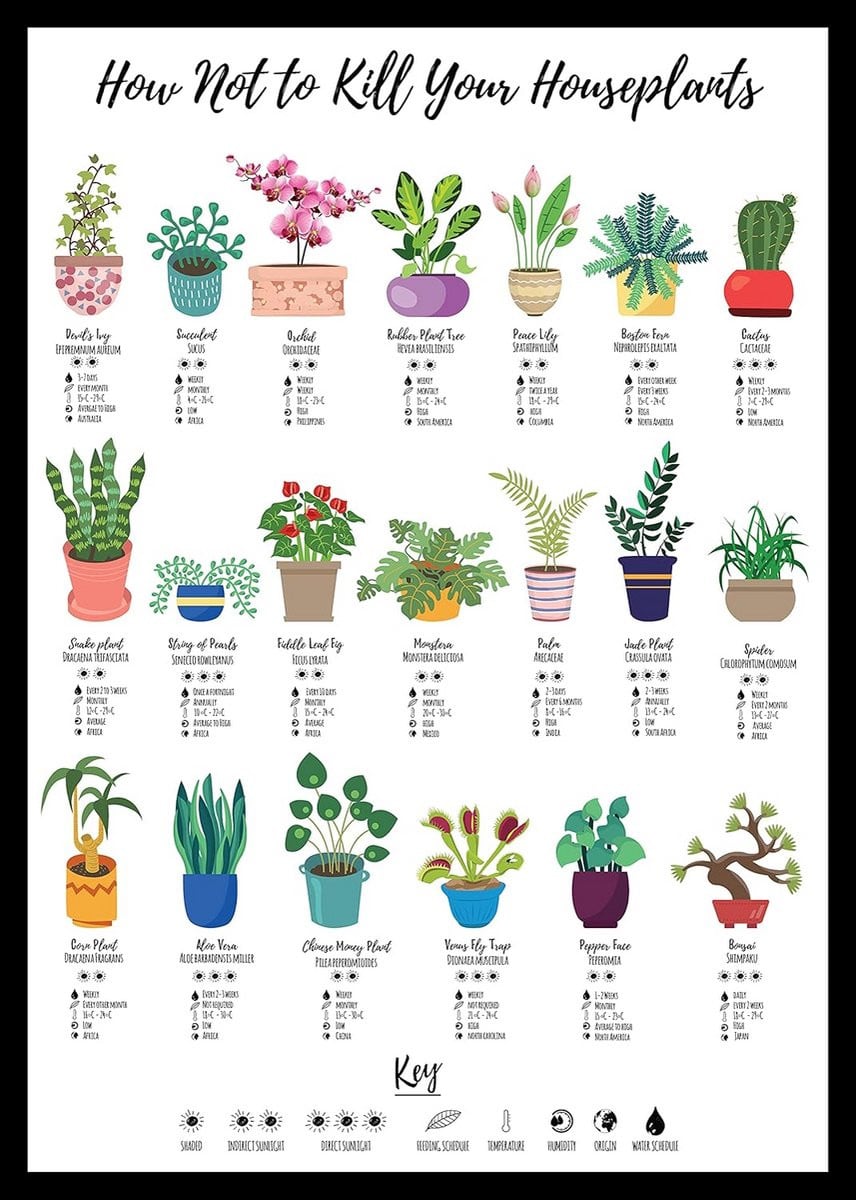 Plantenverzorging Poster Kamerplant Gids A4 Formaat