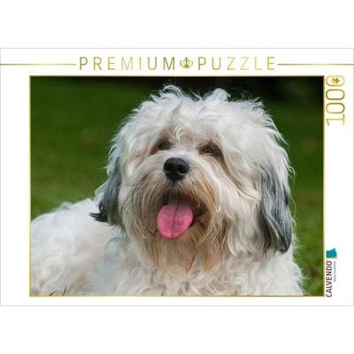 CALVENDO Puzzle Havaneser Porträt eines Rüden | 1000 Teile Lege-Größe 64x48cm Foto-Puzzle für glückliche Stunden