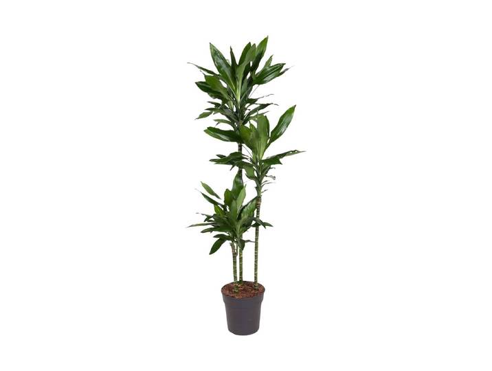 Dracaena Janet Lind Ø27 - Drachenbaum