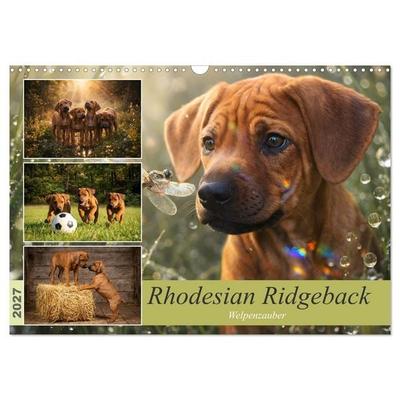 Rhodesian Ridgeback - Welpenzauber (Wandkalender 2027 DIN A3 quer), CALVENDO Monatskalender