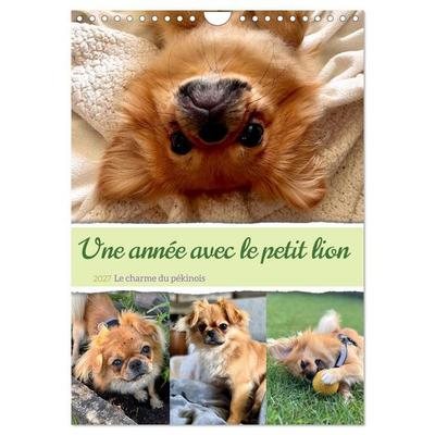 Une année avec le petit lion - Le charme du pékinois (Calendrier mural 2027 DIN A4 horizontal), CALVENDO calendrier mensuel