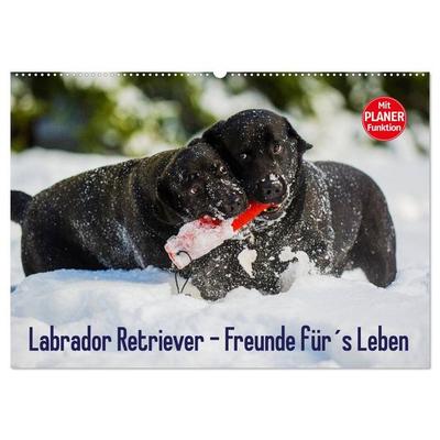 Labrador Retriever - Freunde für´s Leben (Wandkalender 2026 DIN A2 quer), CALVENDO Monatskalender