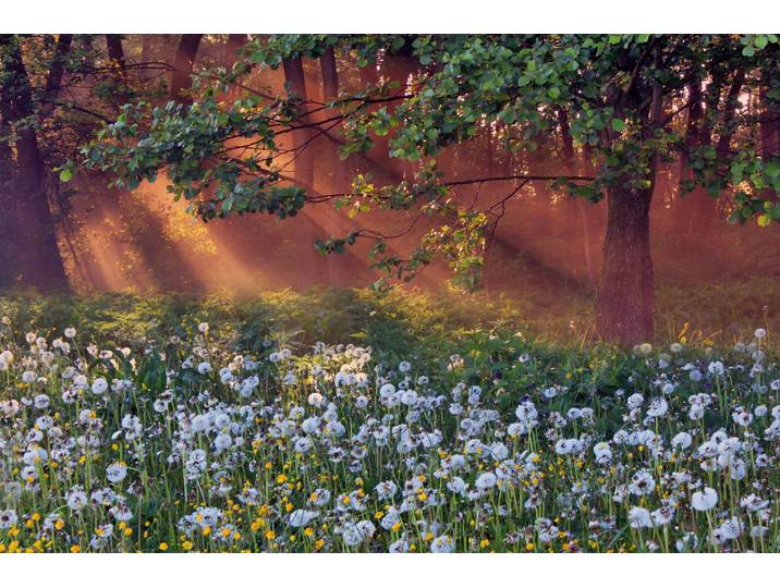 Fototapete PAPERMOON LÖWENZAHN-FELD WIESE PUSTEBLUME KRAUT BLUME WALD NEBEL , bunt, B:4m L:2,6m, Vlies, Tapeten, Fototapete