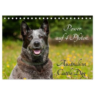 Power auf 4 Pfoten. Australian Cattle Dog (Tischkalender 2027 DIN A5 quer), CALVENDO Monatskalender