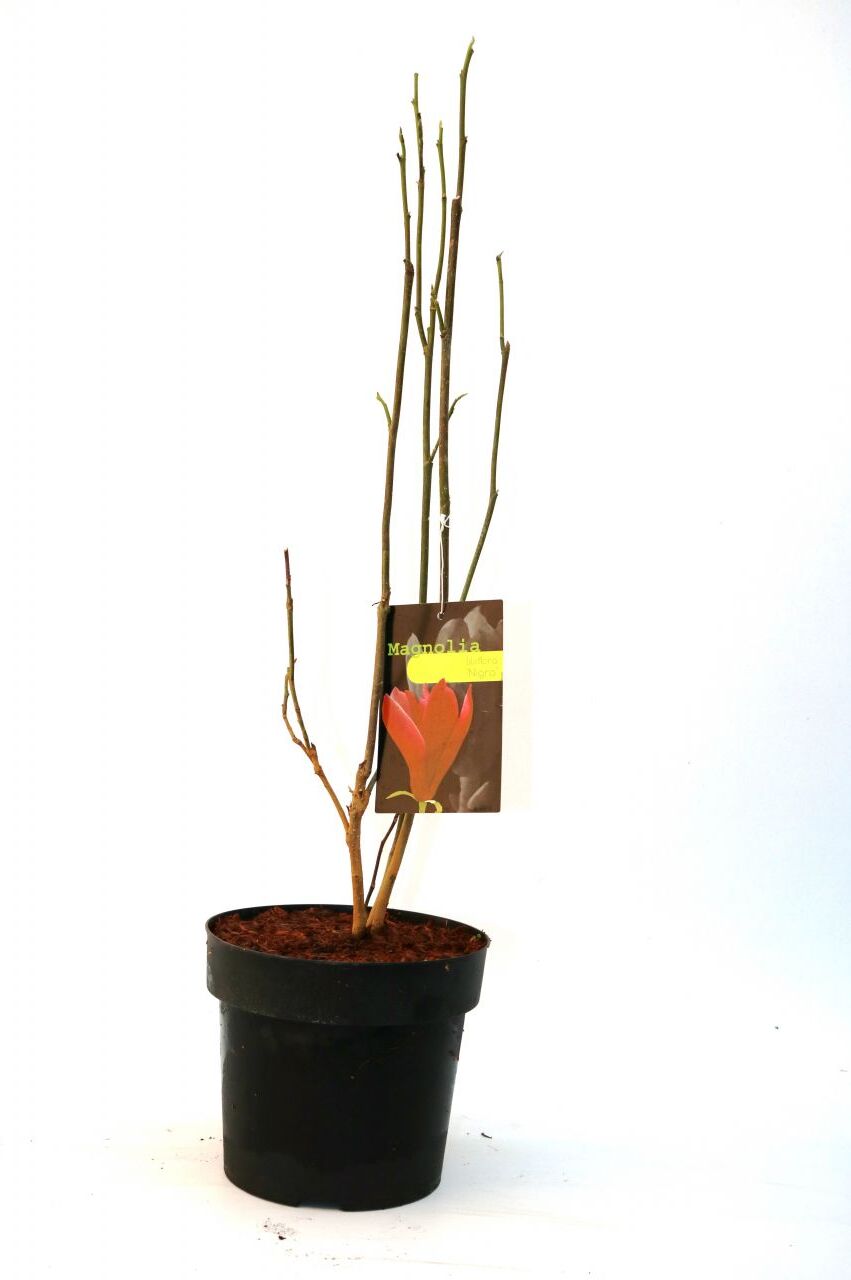 Pflanzen Purpurmagnolie 5 l Container