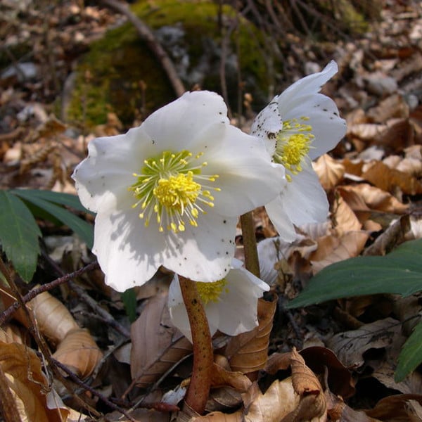 6x Zwarte kerrie (Helleborus niger) in pot van 9x9 cm door Arborix