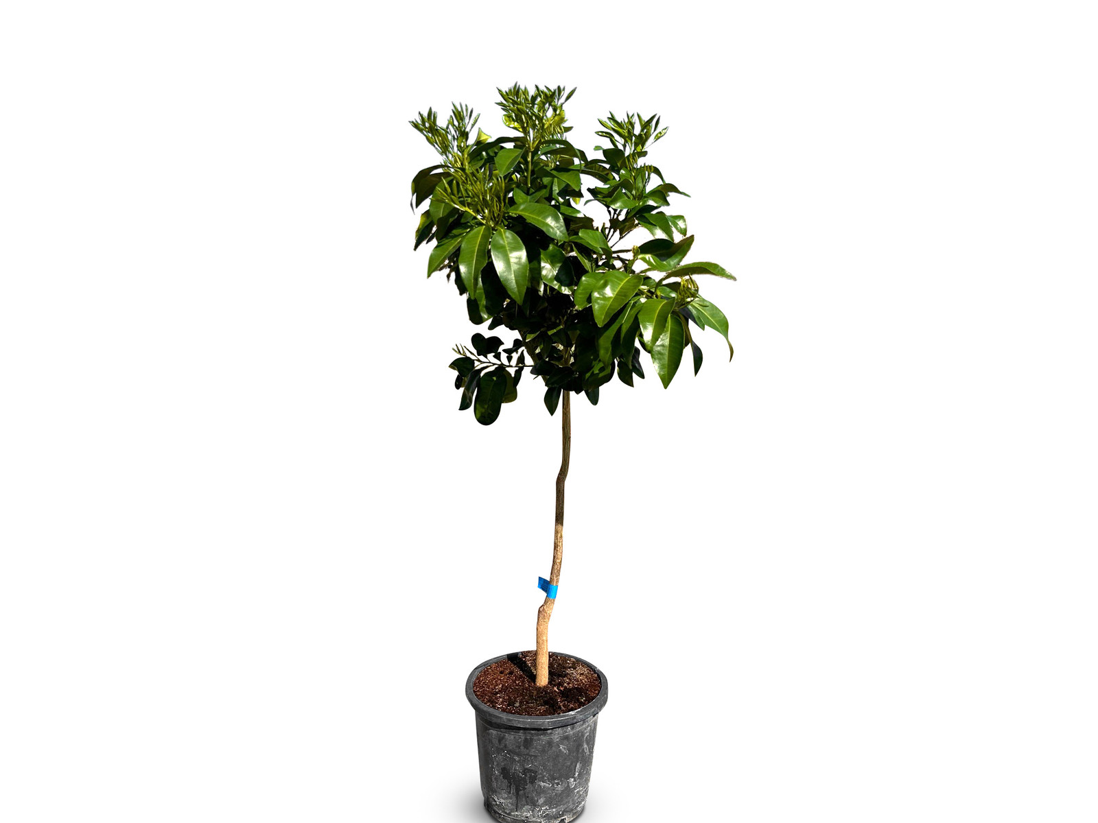 Sunny Tree Grapefruit Citrus Paradisi Citrusboom - 150 cm