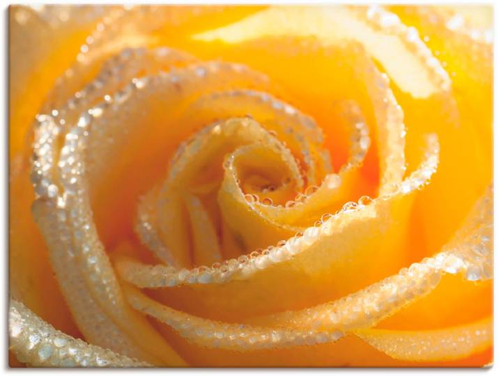 Leinwandbild ARTLAND Gelbe Rose Makro , gelb (farbe bild(er): gelb), B:40cm H:30cm, Bilder, Leinwandbild, auf Holzrahmen gespannt