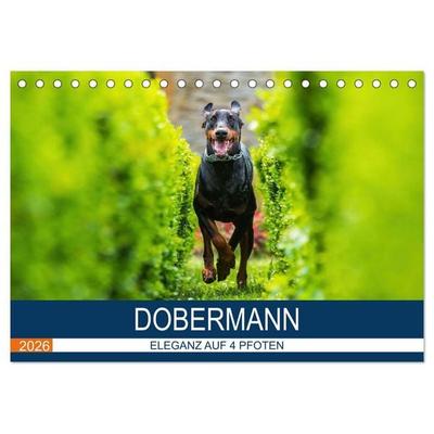 Dobermann 2026 (Tischkalender 2026 DIN A5 quer), CALVENDO Monatskalender