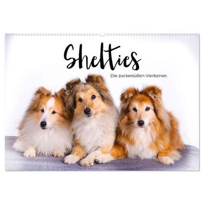 Shelties - Die zuckersüßen Vierbeiner. (Wandkalender 2026 DIN A2 quer), CALVENDO Monatskalender