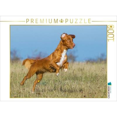 CALVENDO Puzzle Nova Scotia Duck Tolling Retriever auf dem Feld | 1000 Teile Lege-Größe 64x48cm Foto-Puzzle für glückliche Stunden
