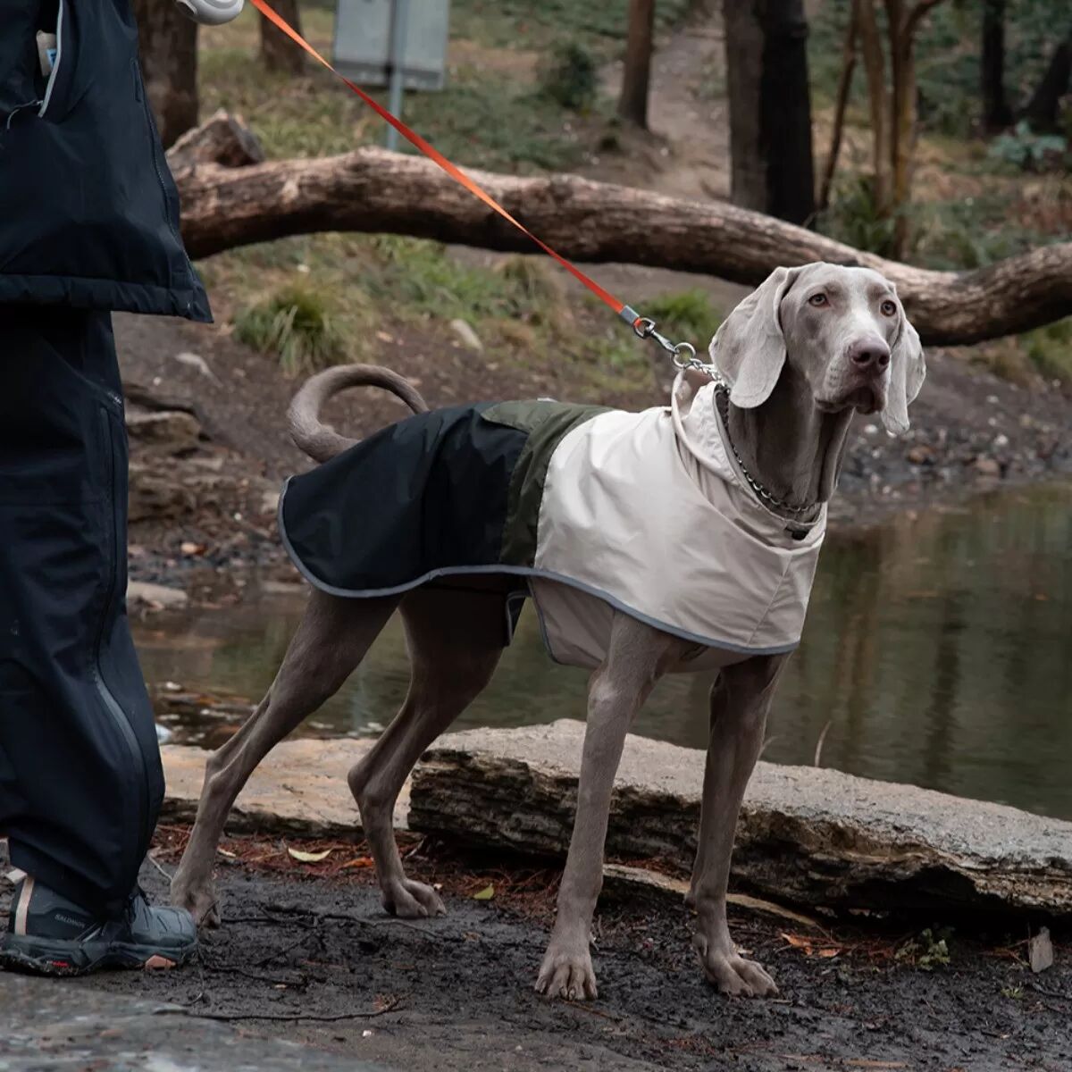 INF Frühjahrs Outdoor Großer Hund Wasserdichte und Winddichte Regenjacke für Haustiere M