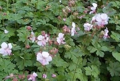 6 x Geranium Cambridge potplant - Potmaat 9 x 9 cm