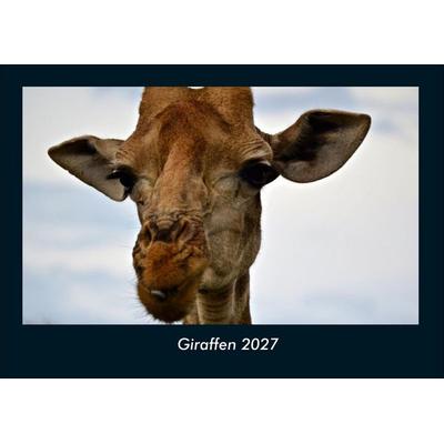 Giraffen 2027 Fotokalender DIN A4