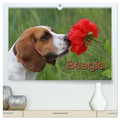Beagle (hochwertiger Premium Wandkalender 2026 DIN A2 quer), Kunstdruck in Hochglanz