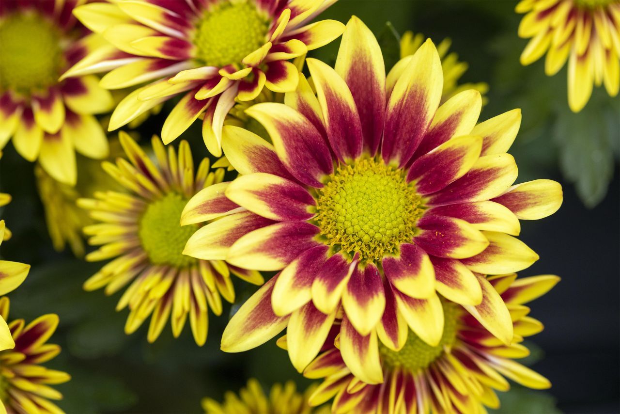 Pflanzen Chrysanthemen H ca 20 cm 13 cm Topf