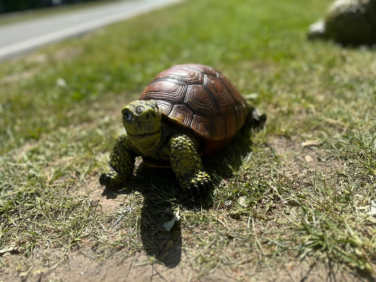Goodyz Schildpad voor volwassen reptielen, natuurlijke kleur, 40 cm lang