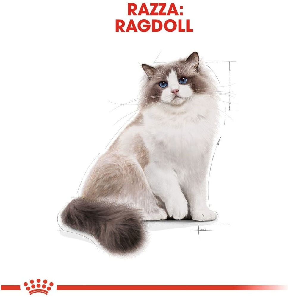 Royal Canin Ragdoll Alimento completo secco per gatti adulti 2KG