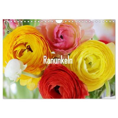 Ranunkeln (Wandkalender 2026 DIN A4 quer), CALVENDO Monatskalender