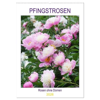 Pfingstrosen Rosen ohne Dornen (Wandkalender 2026 DIN A2 hoch), CALVENDO Monatskalender