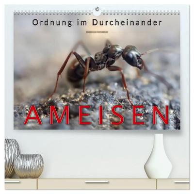 Ameisen - Ordnung im Durcheinander (hochwertiger Premium Wandkalender 2027 DIN A2 quer), Kunstdruck in Hochglanz