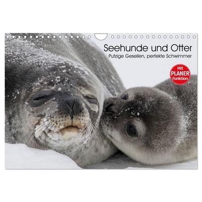 Seehunde und Otter. Putzige Gesellen, perfekte Schwimmer (Wandkalender 2026 DIN A4 quer), CALVENDO Monatskalender